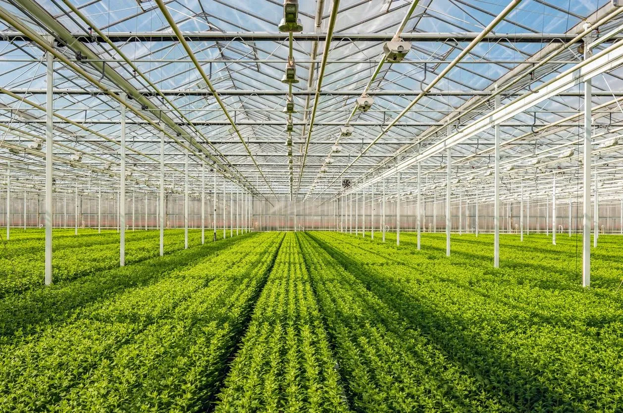Moderne Pflanzenproduktion in einem Gewächshaus